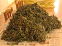 marihuana narkotyk