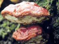 reishi lakownica żółtawa grzyb alergia reishi lakownica żółtawa grzyb alergia